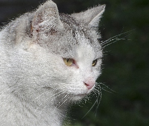 Kot, Wąsy