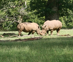 Nosorożce, trawa, Dwa