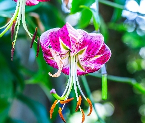 Purpurowa, Lilia Tygrysia