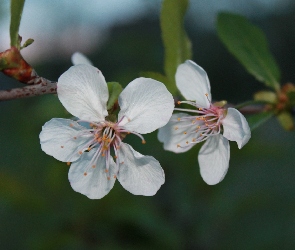 Kwiat śliwy