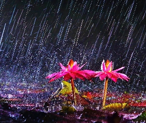Kwiaty, Deszcz, Różowe