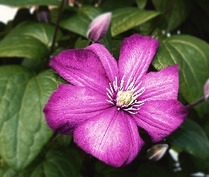 Różowy, Clematis, Kwiaty