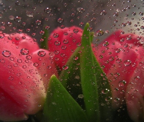 Tulipany, Deszcz, Krople, Szyba, Czerwone