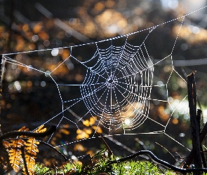 Las, Paprocie, Pajęczyna, Gałęzie