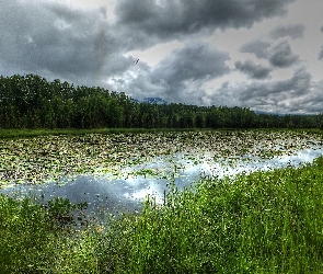 Jezioro, Drzewa, Trawy