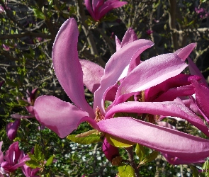 Kwiat, Makro, Magnolia