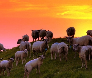 Owce, Zachód Słońca, Łąka