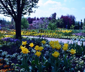 Ogród, Alejka, Drzewa, Tulipany, Kwitnące