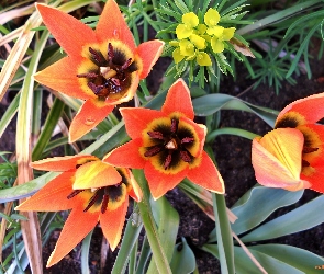 Pomarańczowe, Tulipany, Drobne