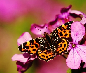 Motyl, Kwiatki, Kratkowiec, Różowe, Rusałka