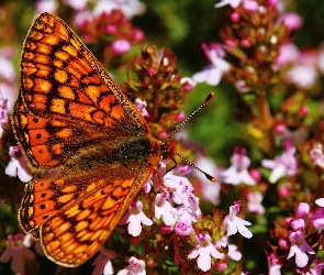 Różowe, Kwiatki, Motyl