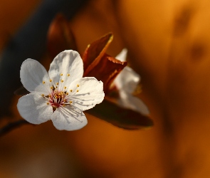 Biały, Owocowe, Drzewo, Kwiat