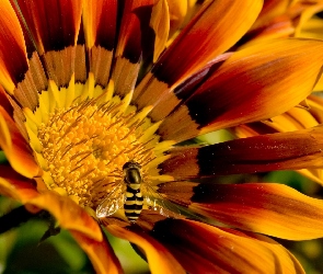 Kwiatek, Pszczoła, Gazania