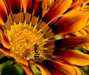 Gazania, Pszczoła, Kwiatek