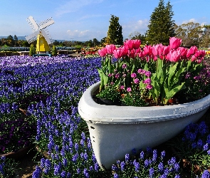 Tulipany, Drzewa, Wiatrak, Szafirki, Ogród