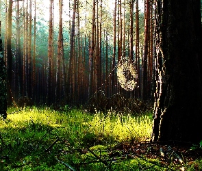 Gałęzie, Suche, Las, Pajęczyna