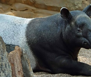Tapir