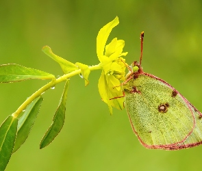 Żółty, Kwiat, Motyl
