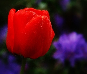 Czerwony, Tulipan