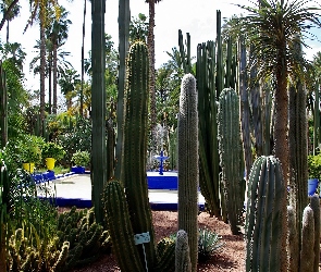 Ogród, Fontanna, Kaktusy, Palmy