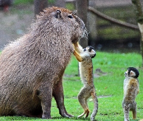 Kapibara, Małpy