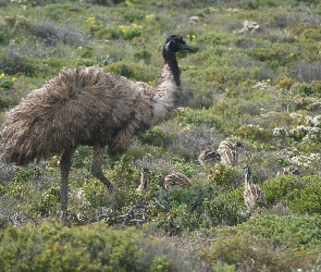 Struś, Rośliny, Pisklęta, Emu