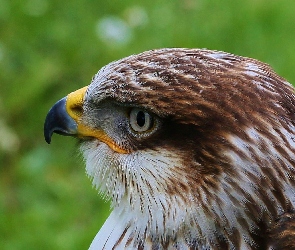 Jastrząb, Oko, Dziób, Głowa