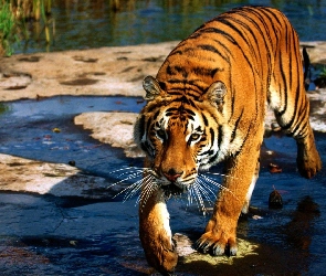 Rzeka, Tygrys