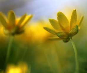 Wiosna, Kwiaty, Ziarnopłon Wiosenny, Żółte