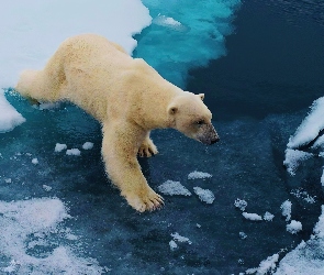 Niedźwiedź, Lód, Kra, Polarny