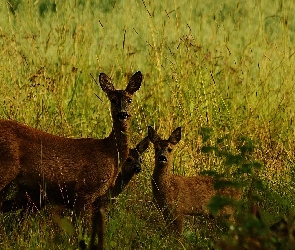 Młode, Trawa, Sarna