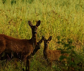 Sarna, Trawa, Młode