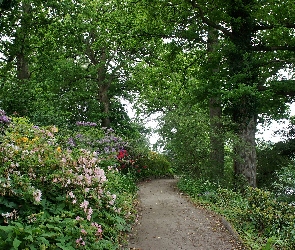 Dania, Alejka, Wiosna, Park w Grasten, Różaneczniki, Grasten, Drzewa, Kwitnące