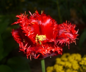 Tulipan, Postrzępiony, Czerwony, Kwiat