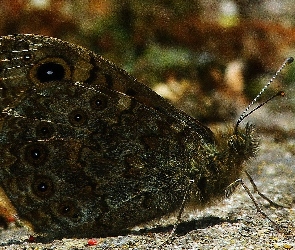 Szary, Motyl