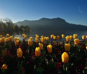 Tulipany, Poranek, Góry, Jezioro