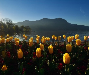 Poranek, Góry, Tulipany, Jezioro