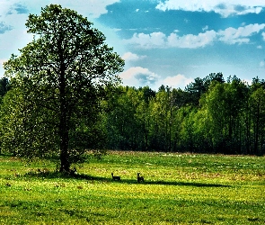Drzewa, Sarny, Polana