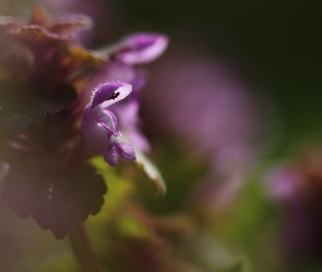 Fioletowy, Kwiat, Jasnota Purpurowa