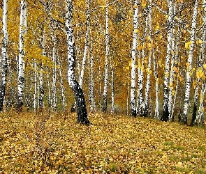 Polana, Las, Jesień, Brzozowy