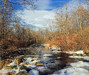 Rzeka, Kamienie, Las