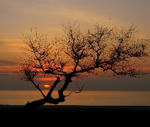 Morze, Drzewo, Zachód Słońca