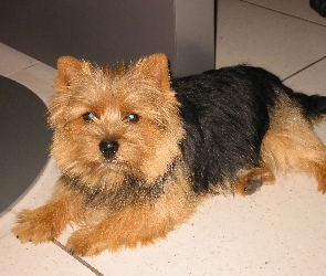 Norwich terrier, czarno-rudy