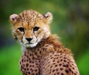 Gepard, Głowa