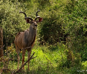 Kudu, Rośliny