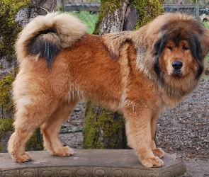 Mastif Tybetański, Pies