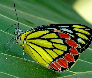 Motyl, Liść, Kolorowy