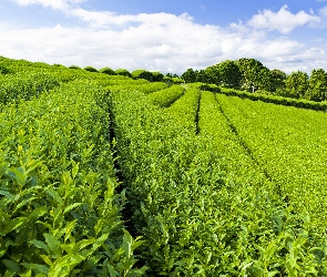 Herbaty, Plantacja