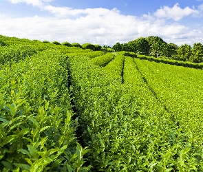 Plantacja, Herbaty