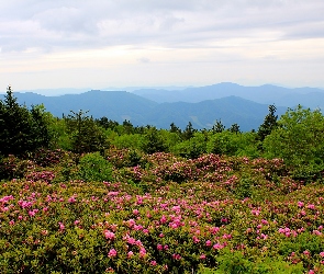 Las, Rozmycie, Rododendrony, Kwitnące, Góry